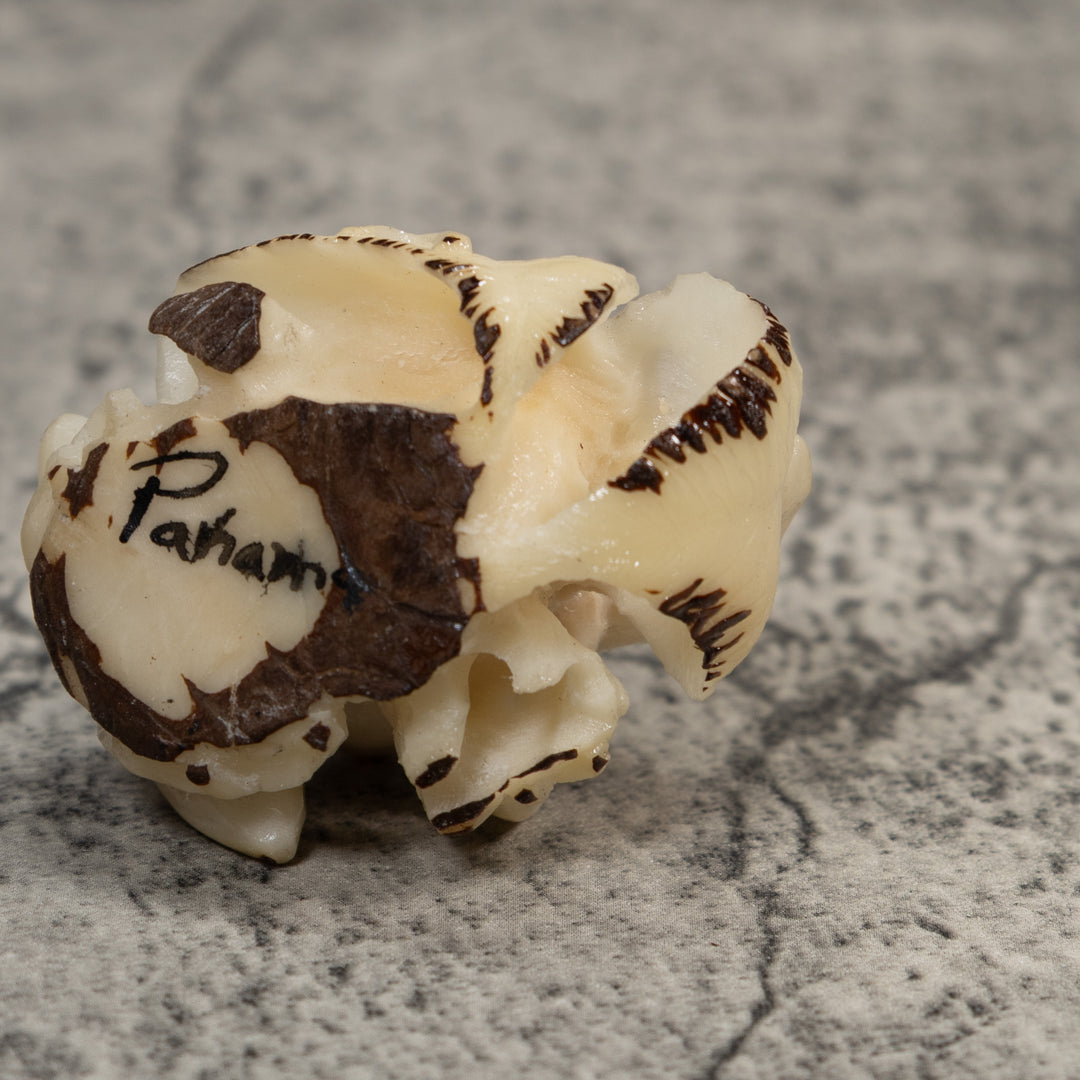 White Natural Frog Tagua Carving
