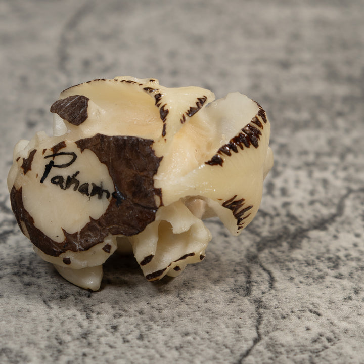 White Natural Frog Tagua Carving