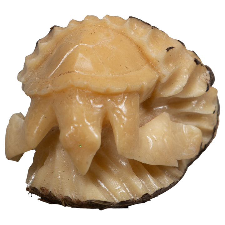 White Natural Turtle Tagua Carving