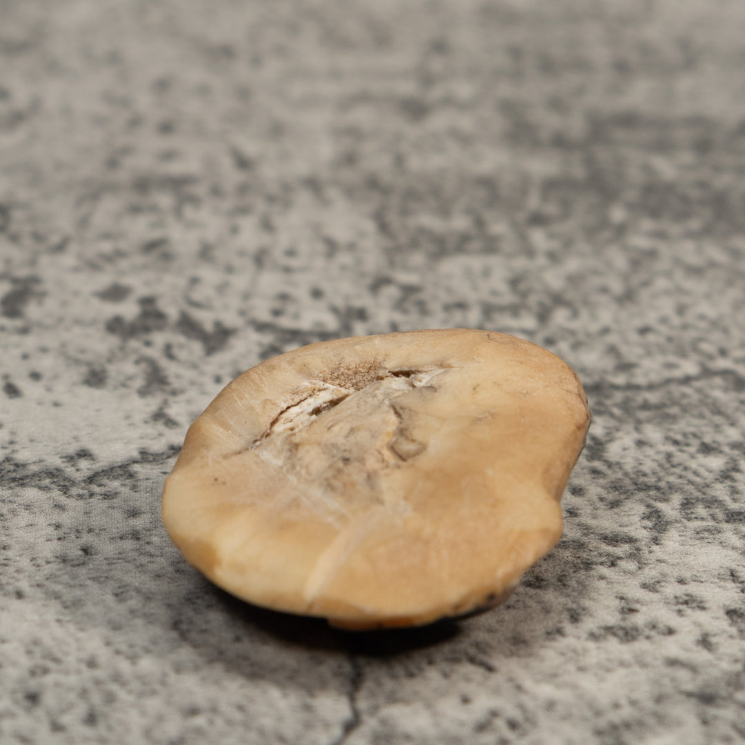 Vintage Brown And Black Poison Dart Frog Tagua Carving