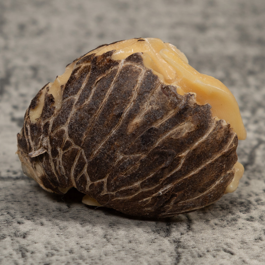 White Natural Turtle Tagua Carving