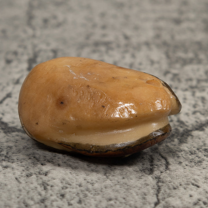 Vintage Brown And Black Frog Tagua Carving