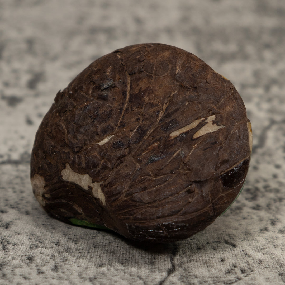 Golden Frog Tagua Carving