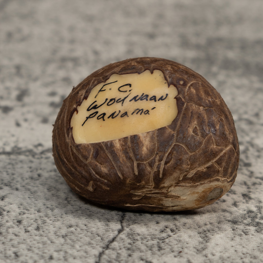 Red And Black Poison Dart Frog Tagua Carving