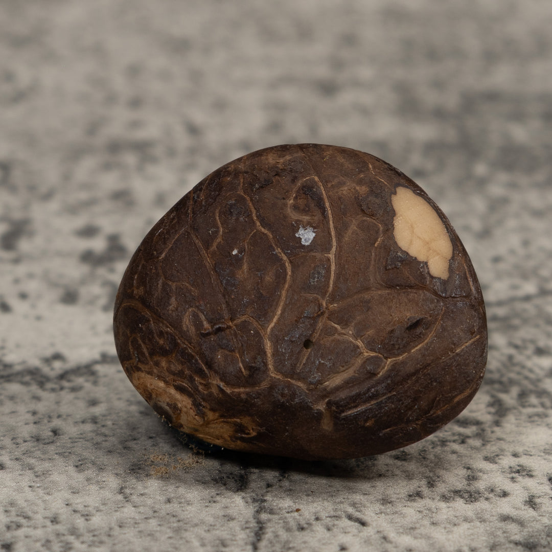 Poison Dart Frog Tagua Carving