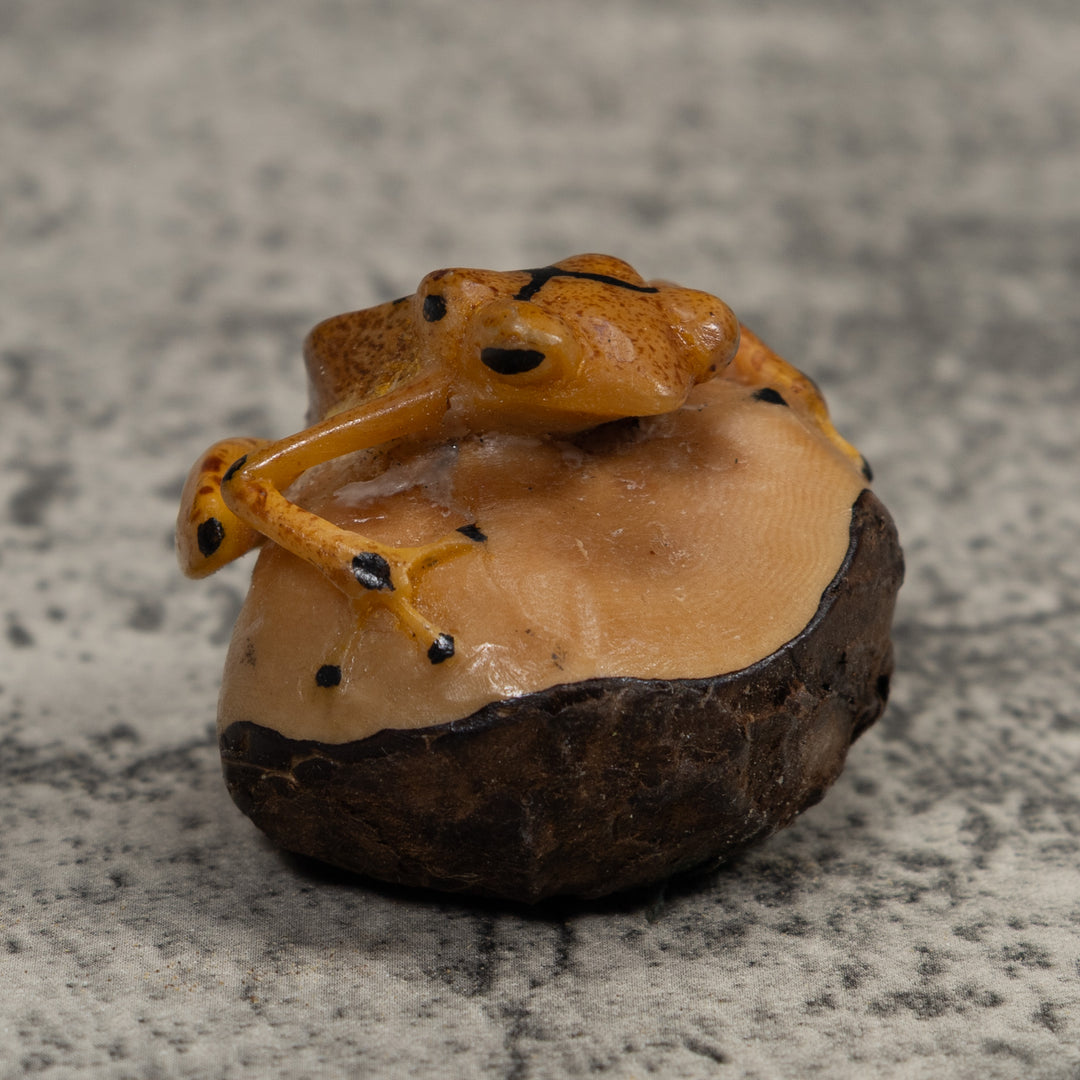 Vintage Poison Dart Frog Tagua Carving