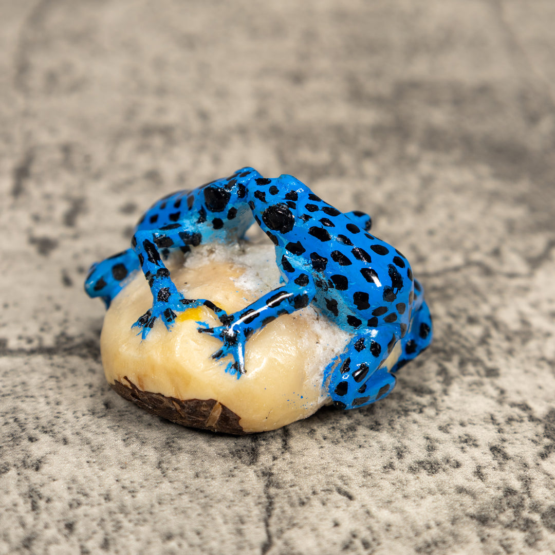 Black And Blue Double Poison Dart Frog Tagua Carving