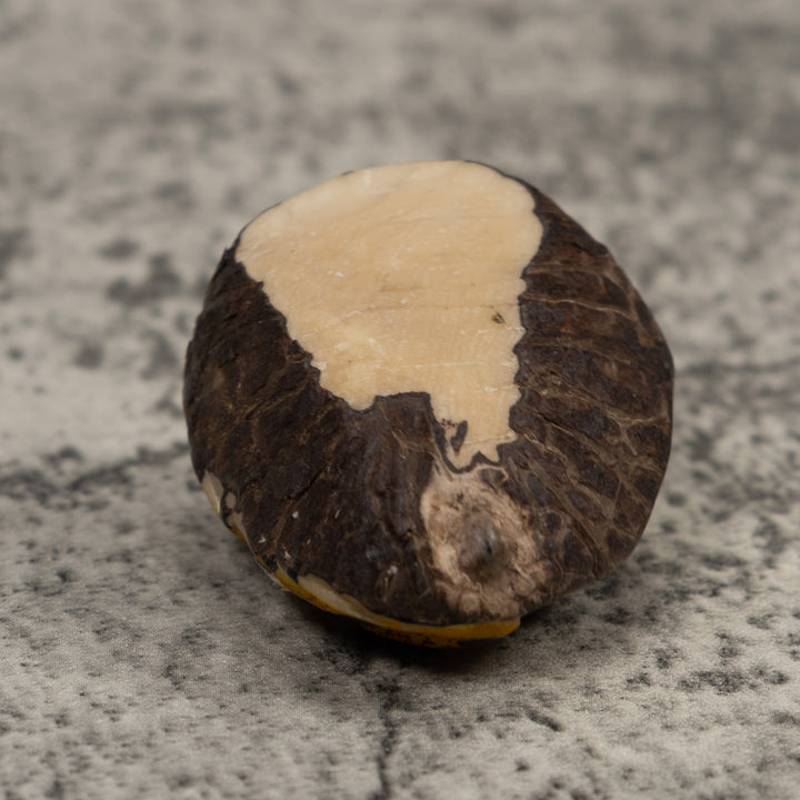 Vintage Poison Dart Frog Tagua Carving