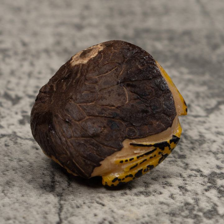 Vintage Yellow And Black Frog Tagua Carving