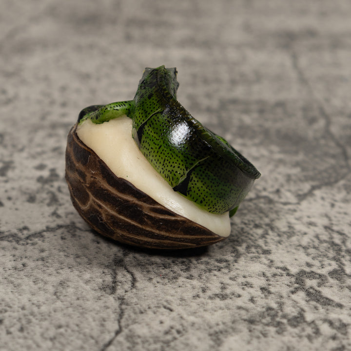 Iguana Lizard Reptile Tagua Carving