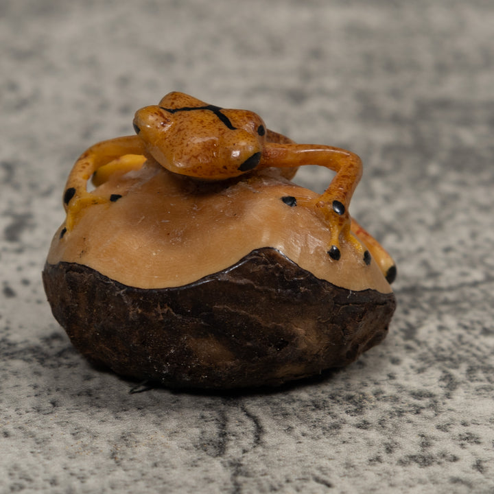 Vintage Poison Dart Frog Tagua Carving