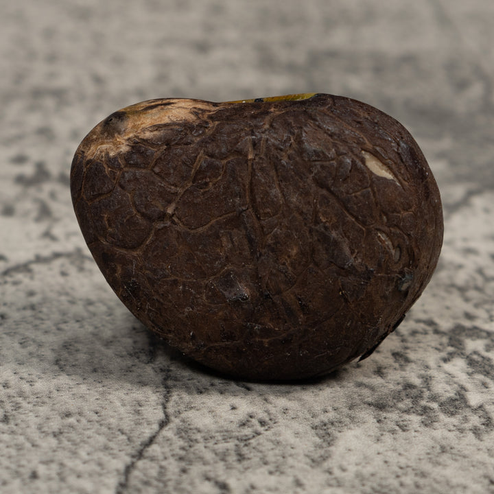 Brown And Black Iguana Lizard Tagua Carving