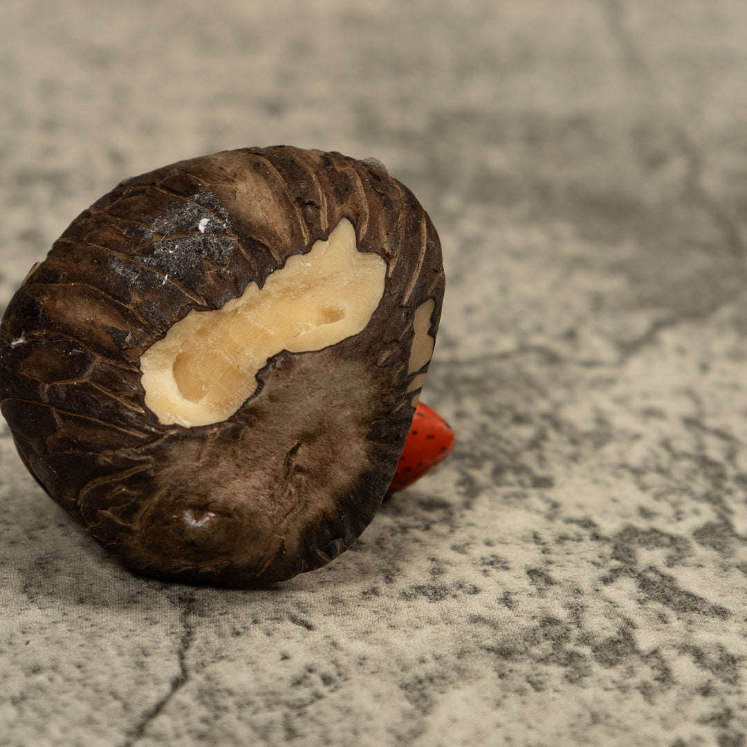 Poison Dart Frog Tagua Carving