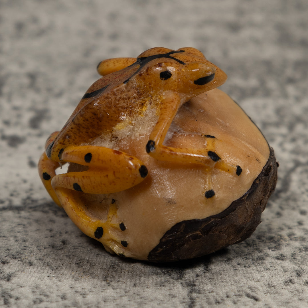 Vintage Poison Dart Frog Tagua Carving