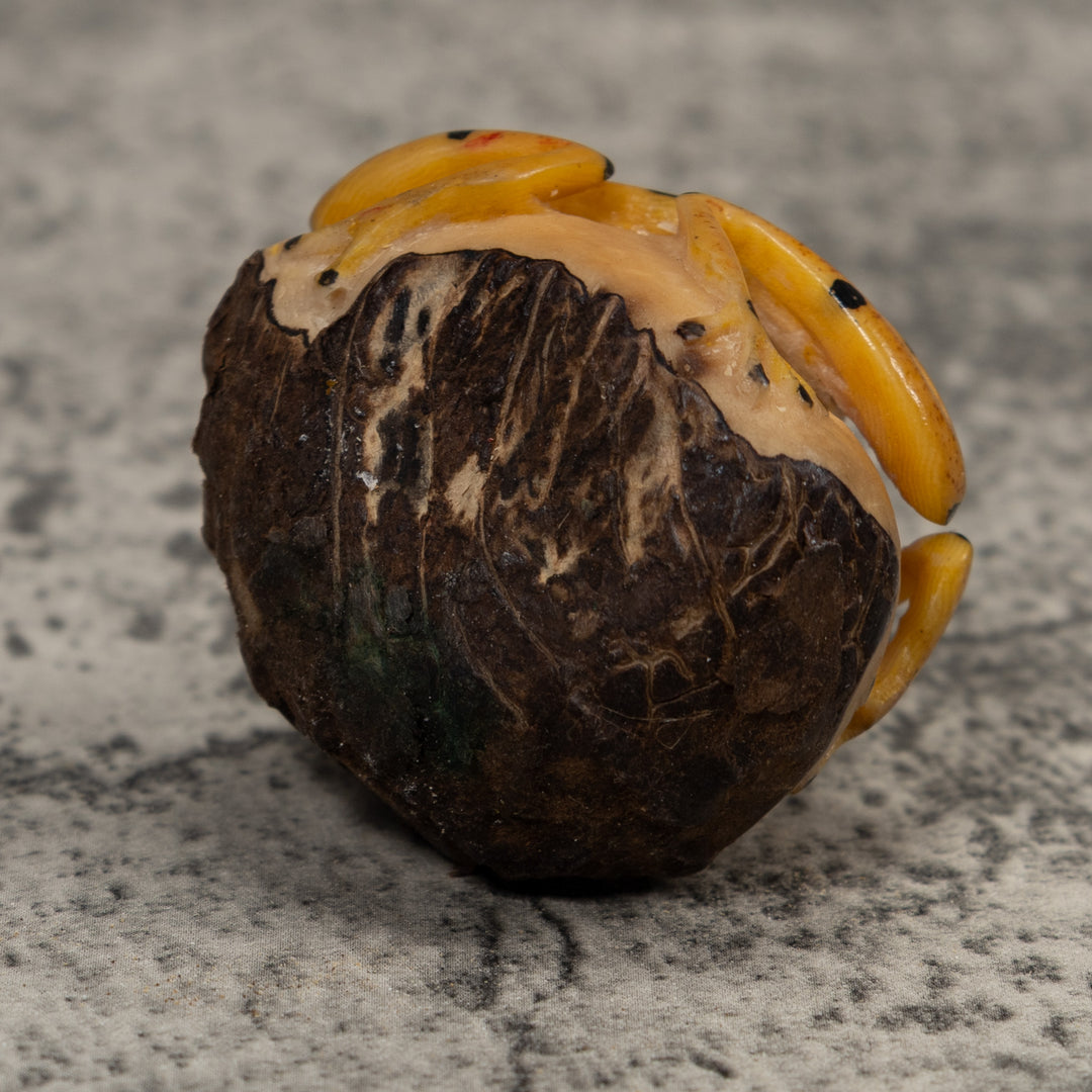 Vintage Poison Dart Frog Tagua Carving