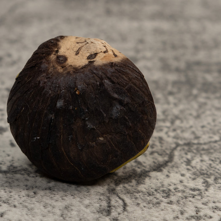 Vintage Green And Black Poison Dart Frog Tagua Carving