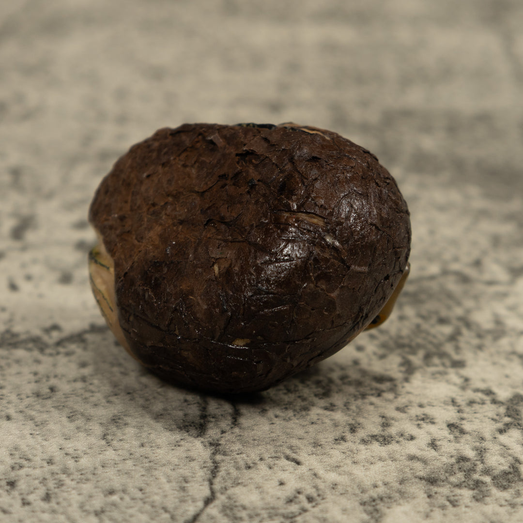 Iguana Lizard Tagua Carving