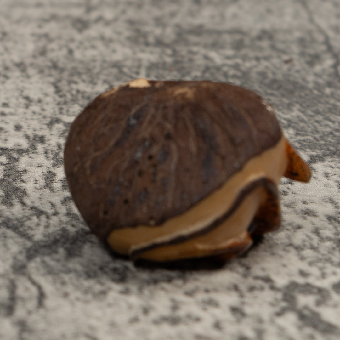 Gecko Lizard With Chin Flap Tagua Carving