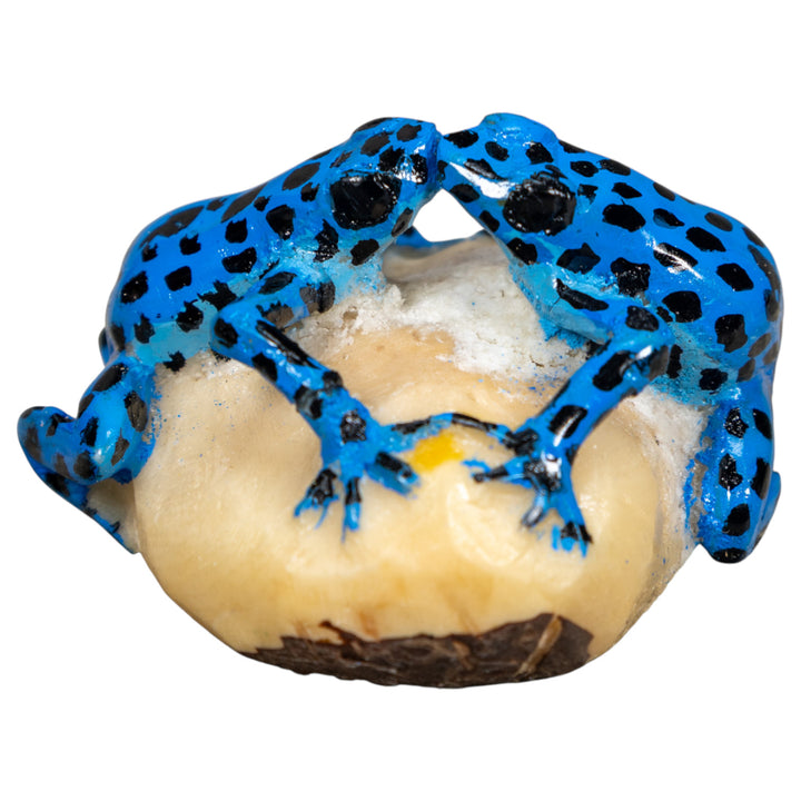 Black And Blue Double Poison Dart Frog Tagua Carving