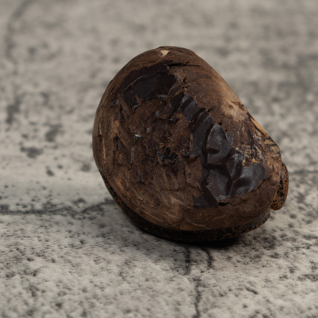 Brown And Black Gecko Lizard Tagua Carving