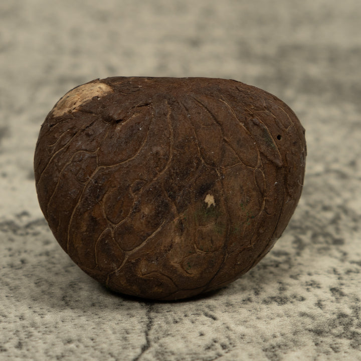 Iguana Lizard Reptile Tagua Carving