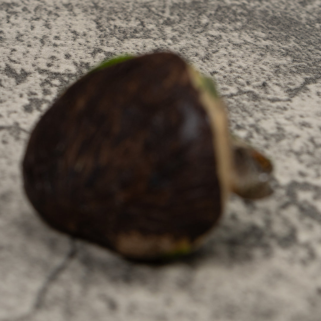 Iguana Lizard Reptile Tagua Carving