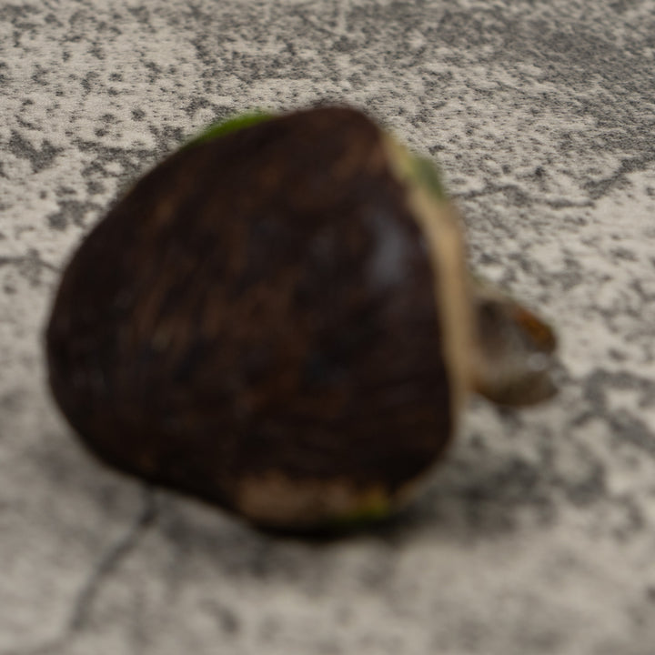 Iguana Lizard Reptile Tagua Carving