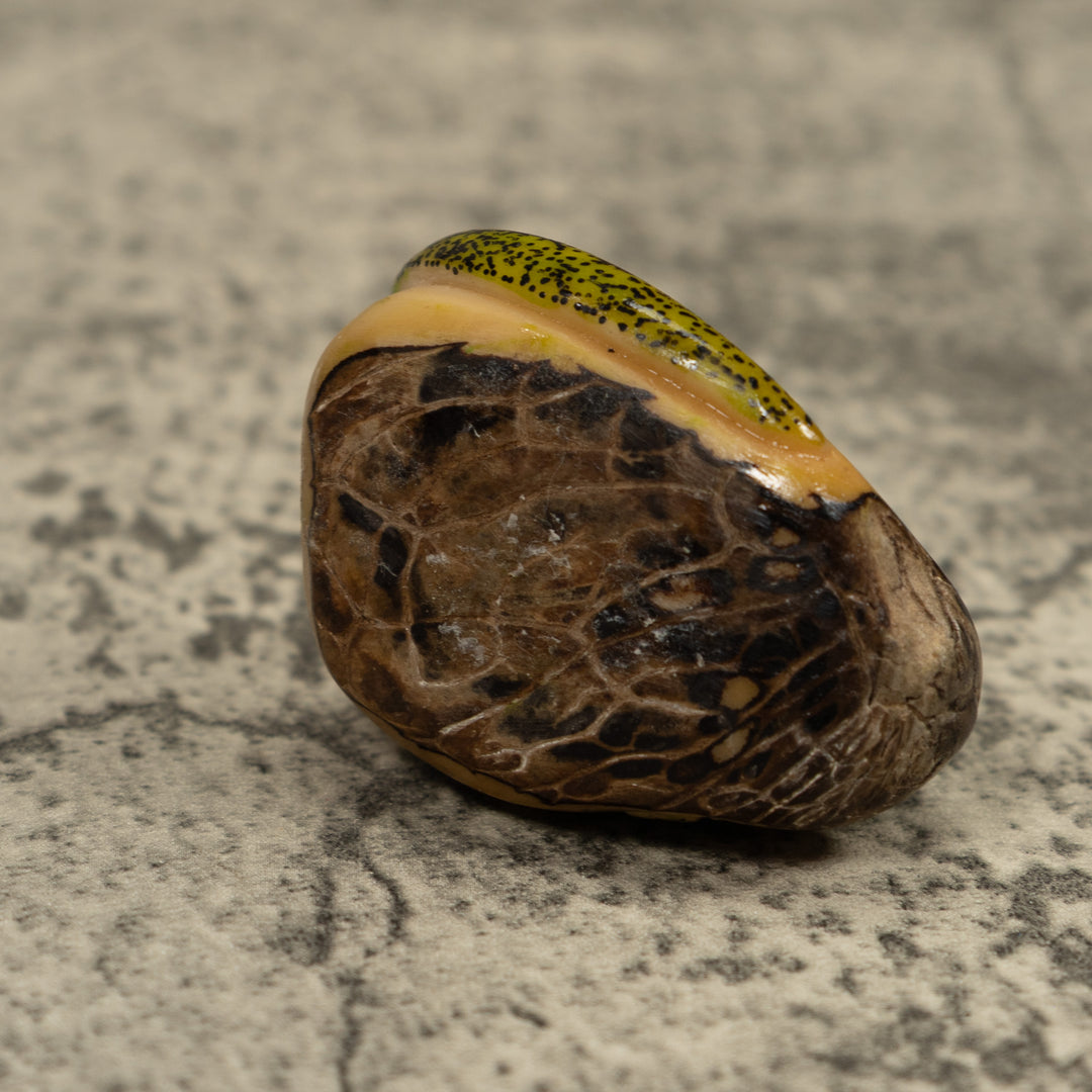 Green Gecko Lizard Tagua Carving