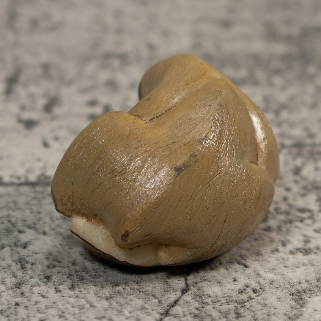 Brown Tan Sloth Tagua Carving