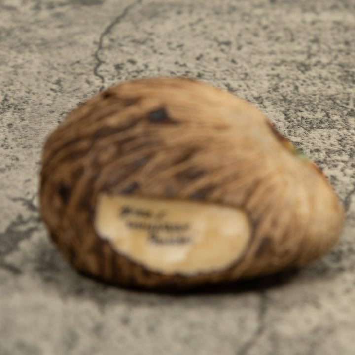 Vintage Poison Dart Frog Tagua Carving