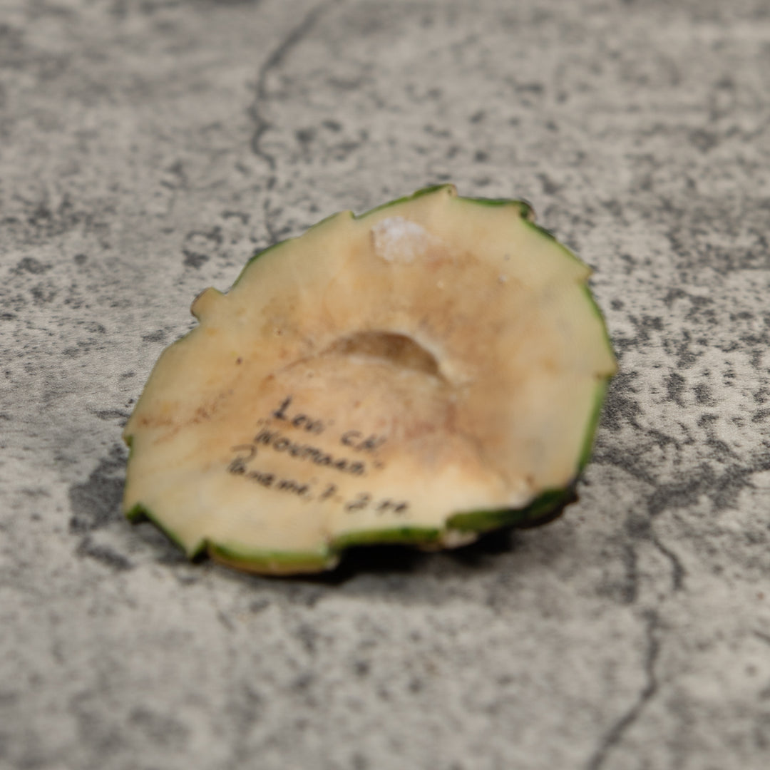 Brown And Yellow Sea Turtle Tagua Carving