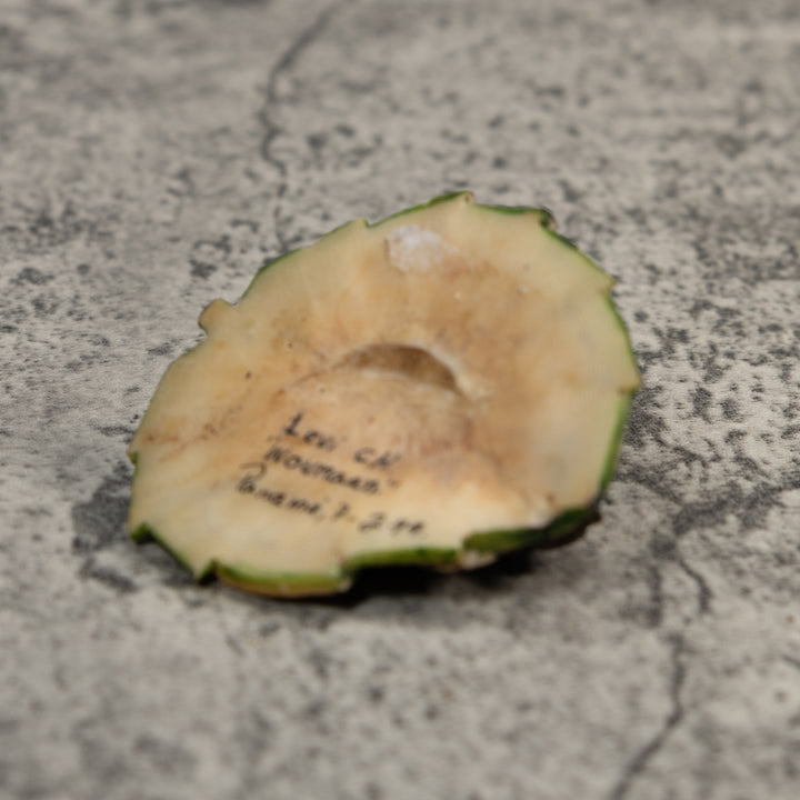 Brown And Yellow Sea Turtle Tagua Carving