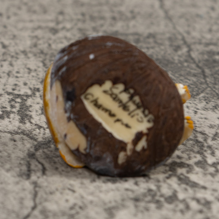 Jungle Sloth Tagua Carving