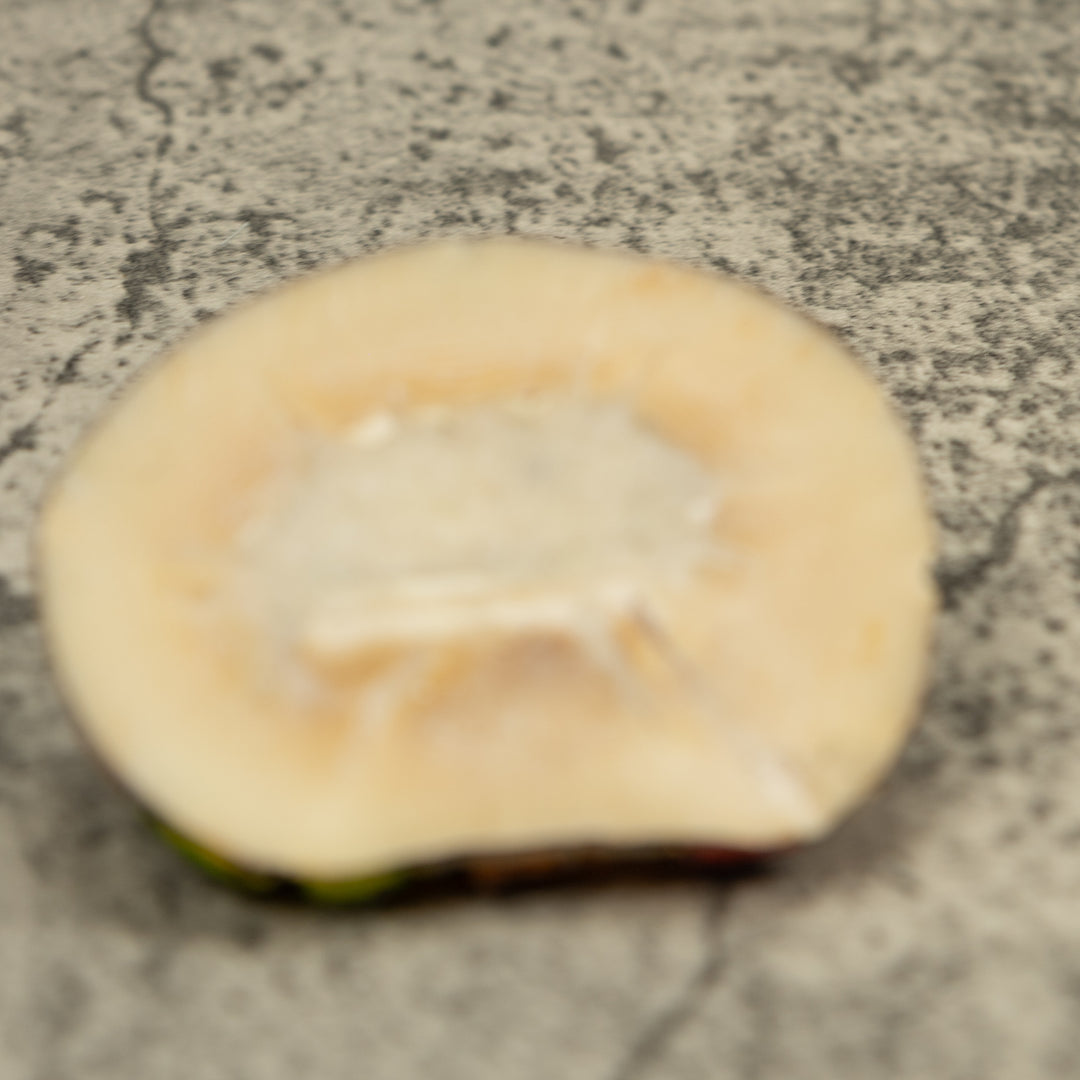 Five Poison Dart Frog Tagua Carving