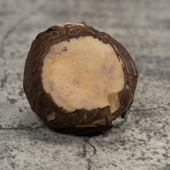 Vintage Red And Yellow Poison Dart Frog Tagua Carving