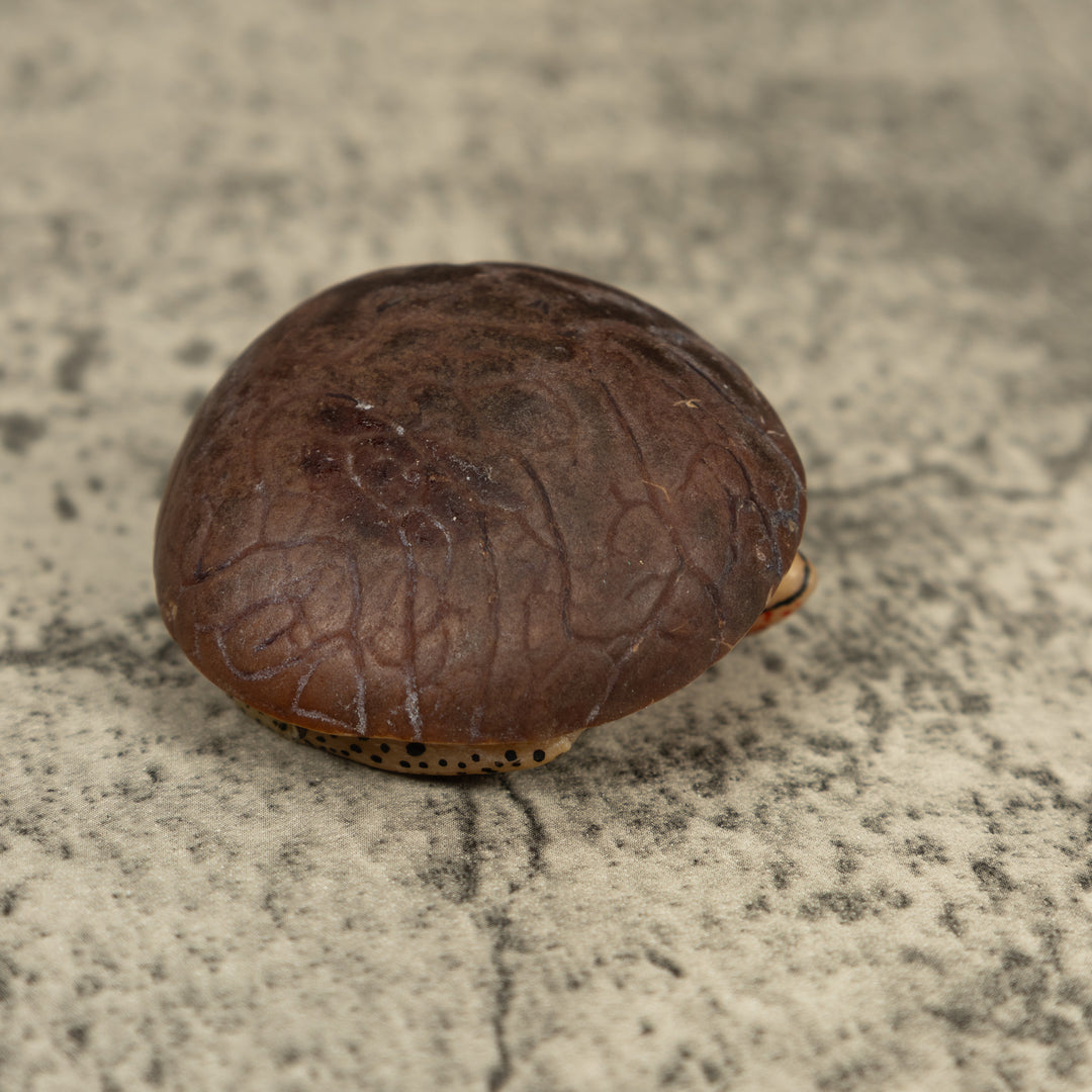 Vintage Black And Red Gecko Lizard Tagua Carving