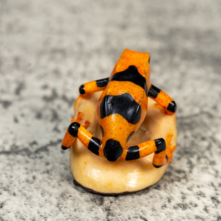 Fully Undercut Poison Dart Frog Tagua Carving
