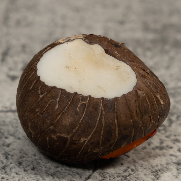 Red And Blue Poison Dart Frog Tagua Carving