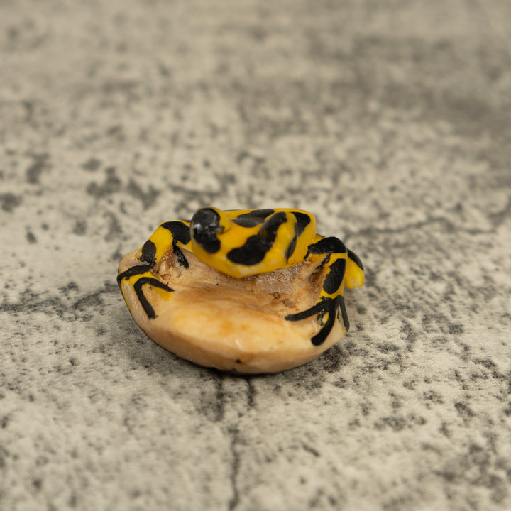 Vintage Black And Yellow Frog Tagua Carving