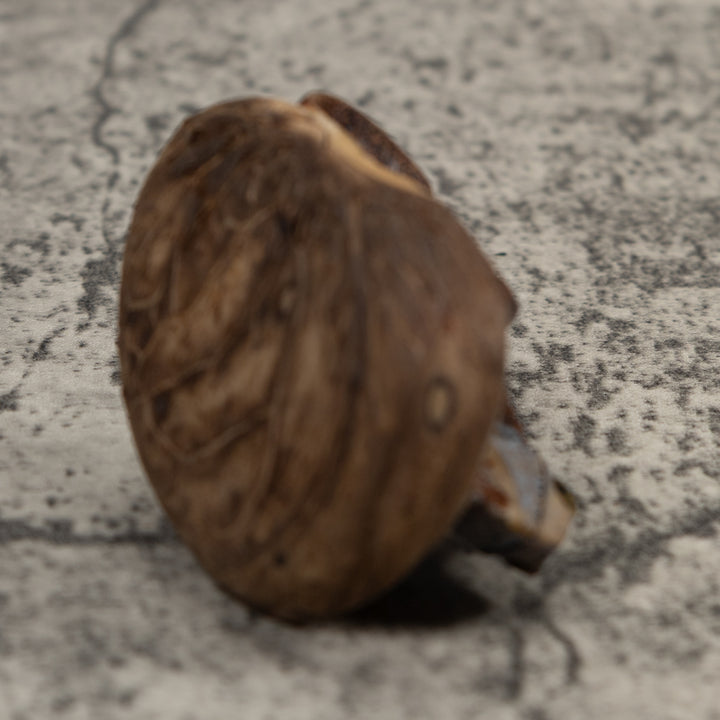 Iguana Lizard Reptile Tagua Carving