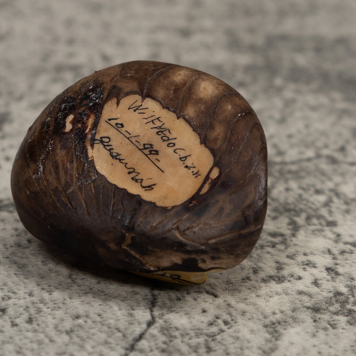 Golden Frog Tagua Carving