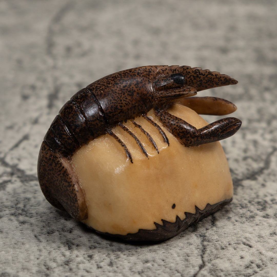 Brown Ocean Shrimp Tagua Carving