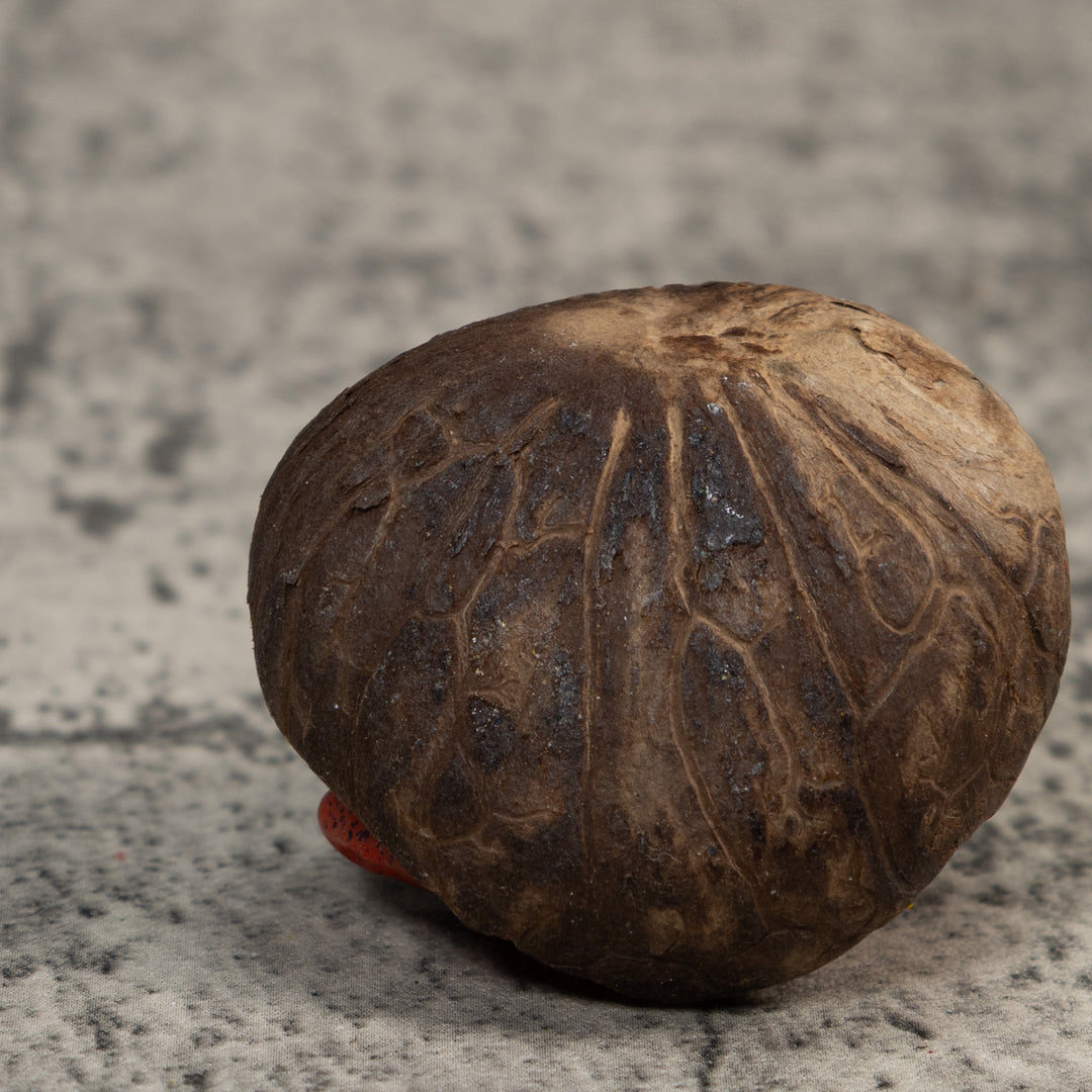 Red And Green Poison Dart Frog Tagua Carving