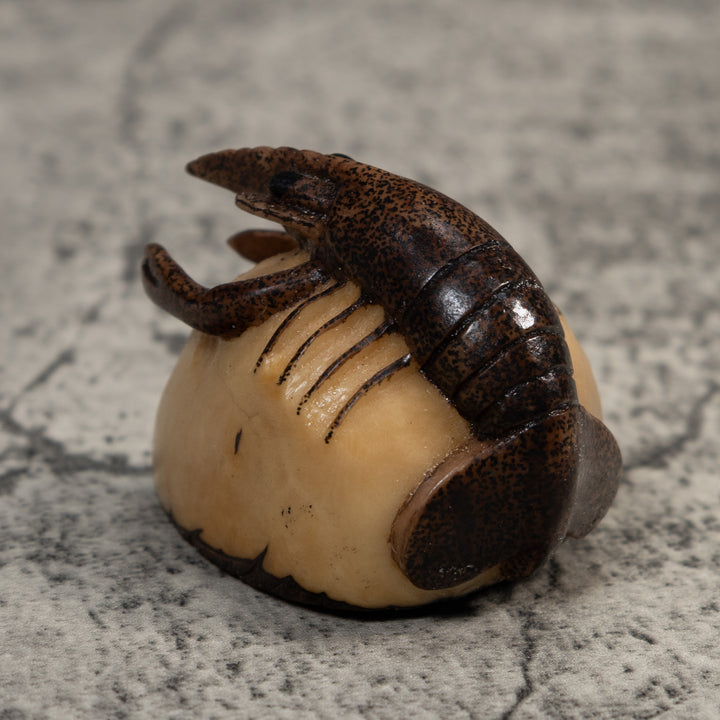 Brown Ocean Shrimp Tagua Carving