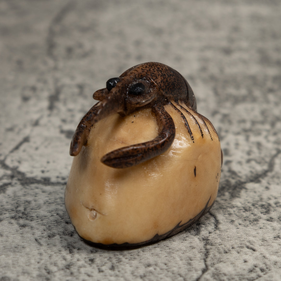 Brown Ocean Shrimp Tagua Carving