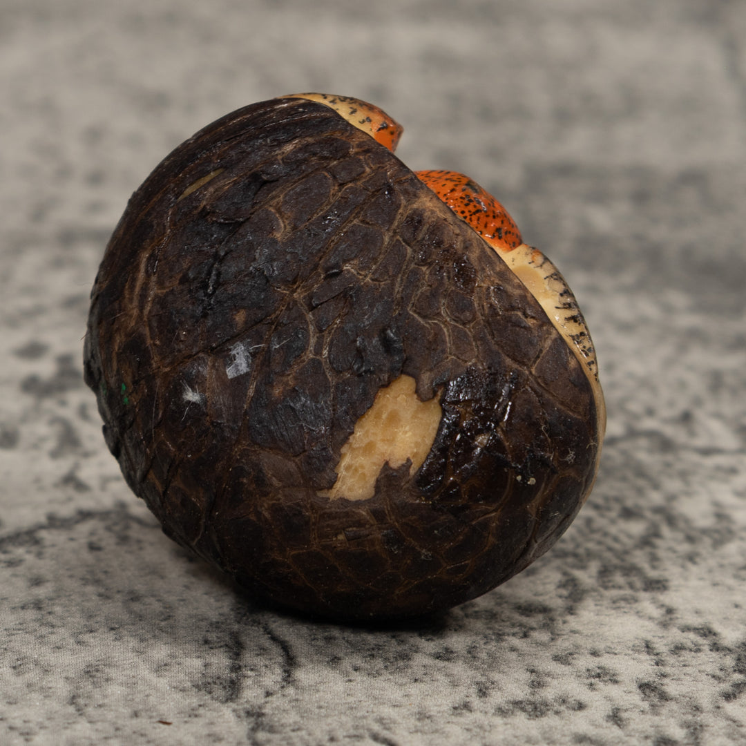 Vintage Poison Dart Frog Tagua Carving