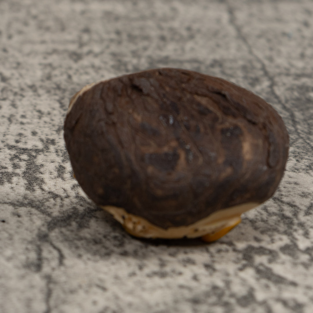 Golden Frog Tagua Carving