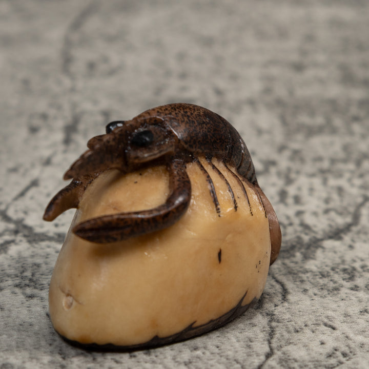Brown Ocean Shrimp Tagua Carving