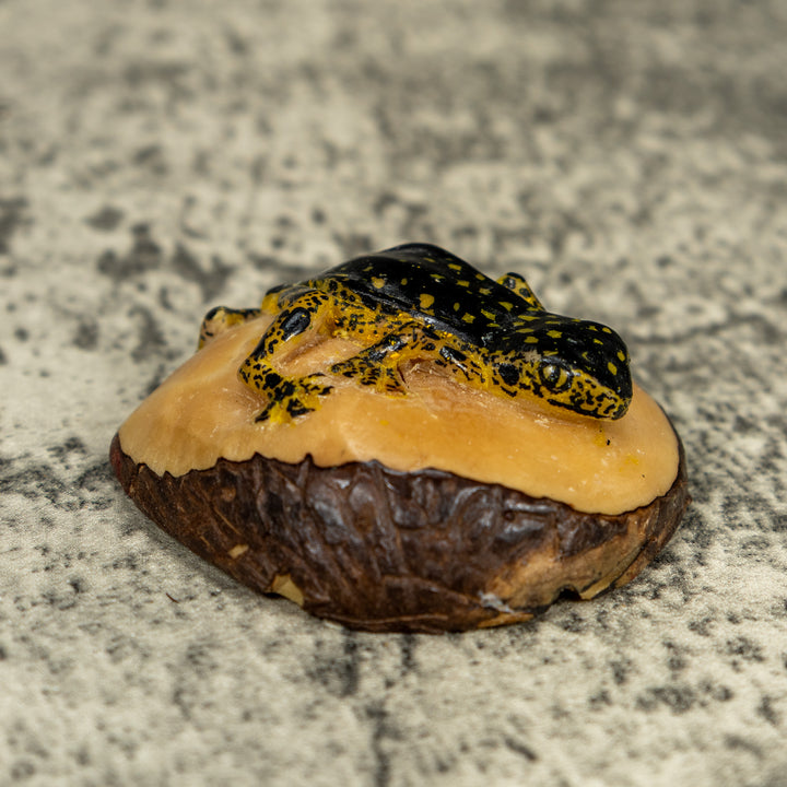 Vintage Black And Gold Rainforest Frog Tagua Carving