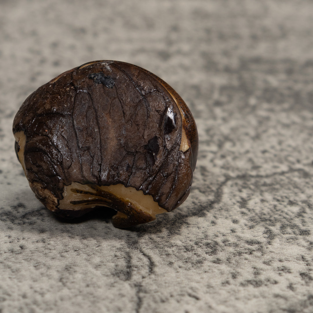 Brown And Black Iguana Lizard Tagua Carving